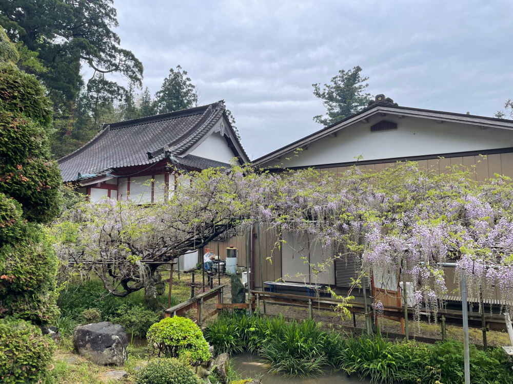 令和6年 木積龍頭寺大フジ開花状況-4.22_2