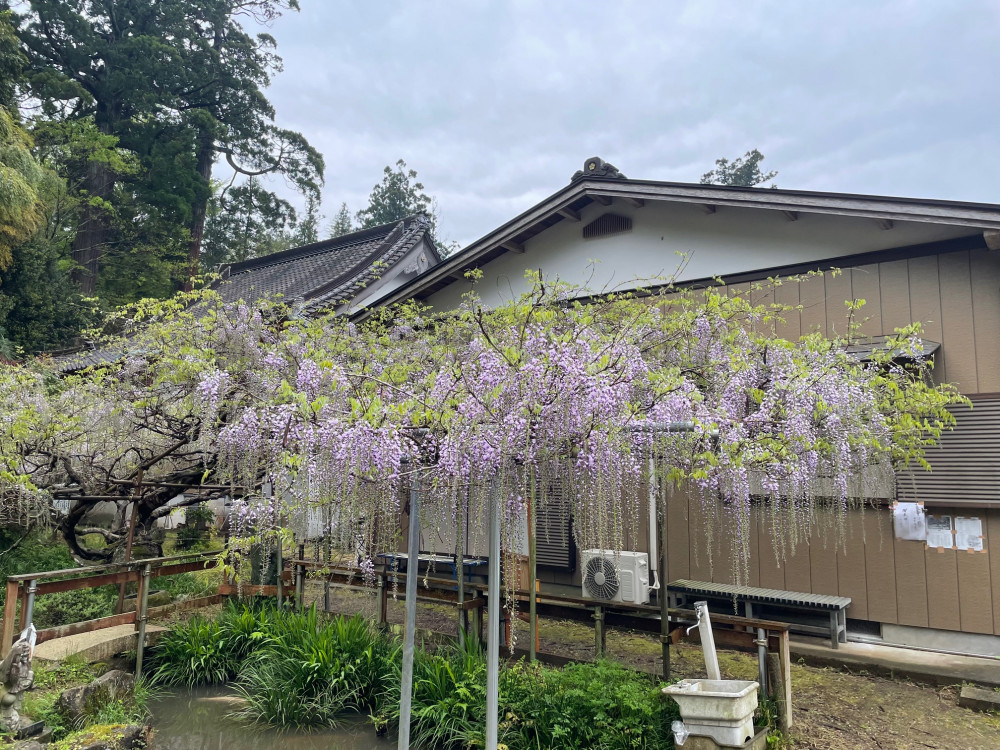 令和6年 木積龍頭寺大フジ開花状況-4.22_1