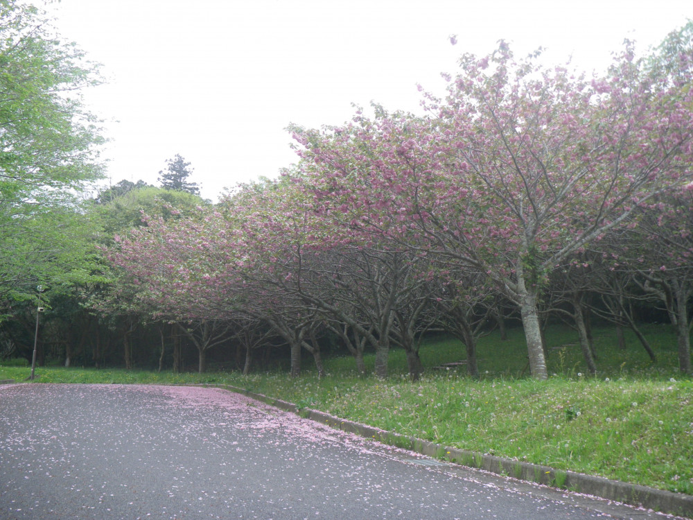令和6年 天神山公園桜開花情報-0423-1