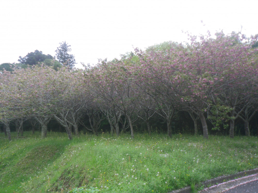 令和6年 天神山公園桜開花情報-0423-2