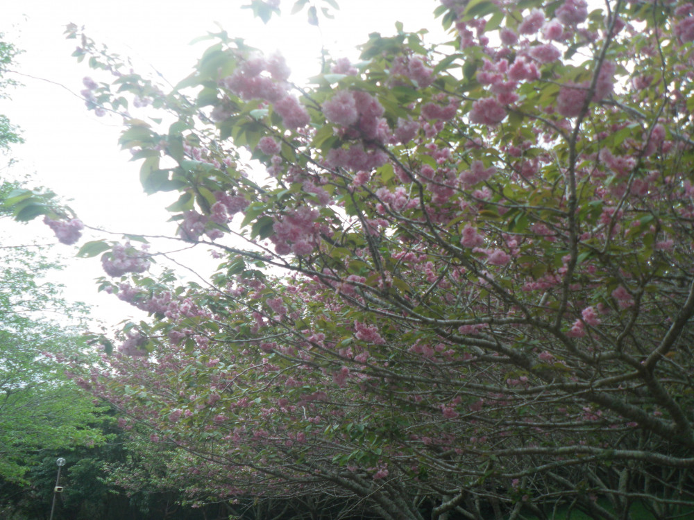 令和6年 天神山公園桜開花情報-0423-3