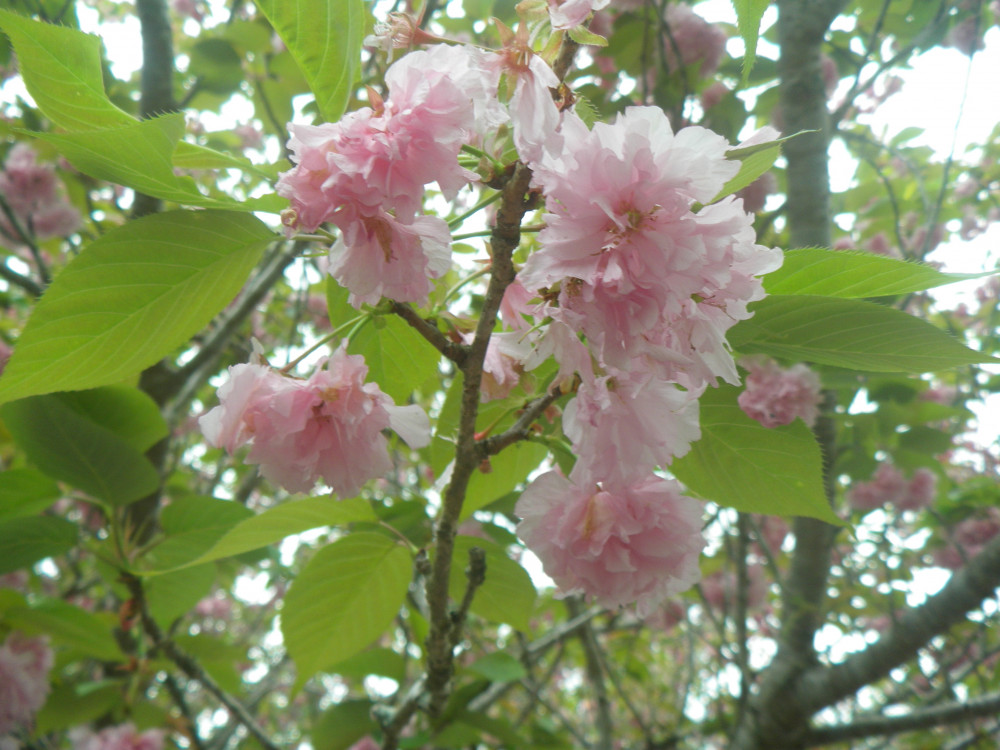 令和6年 天神山公園桜開花情報-0423-4