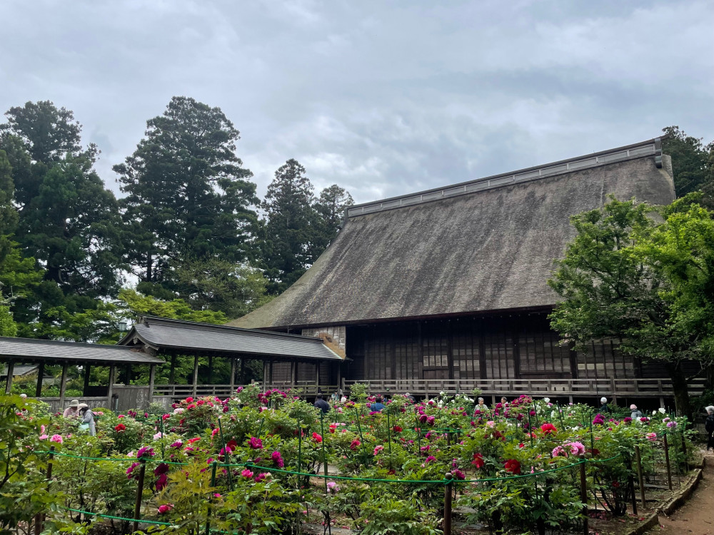 令和6年 飯高寺ボタン園開花状況-4.23_4