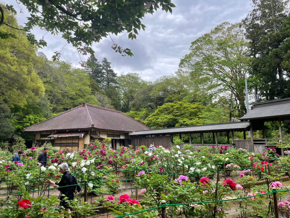 令和6年 飯高寺ボタン園開花状況-4.23_3