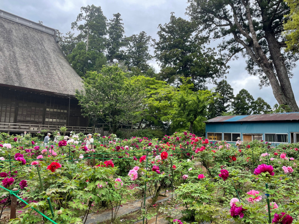 令和6年 飯高寺ボタン園開花状況-4.23_2