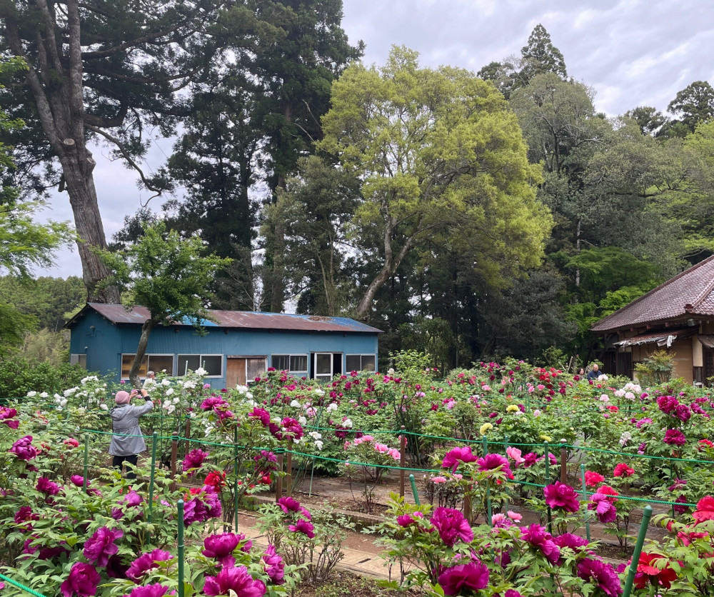 令和6年 飯高寺ボタン園開花状況-4.23_1