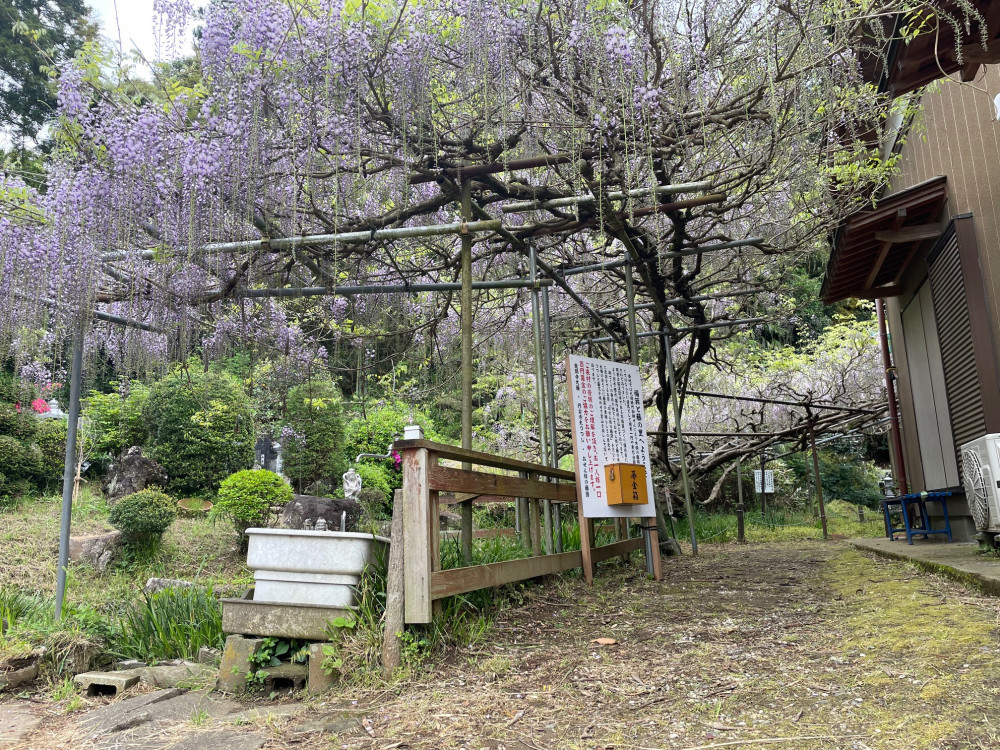 令和6年 木積龍頭寺大フジ開花状況-4.23_3