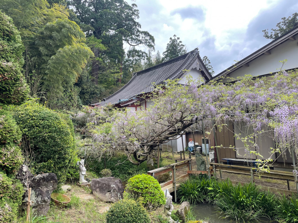 令和6年 木積龍頭寺大フジ開花状況-4.23_2