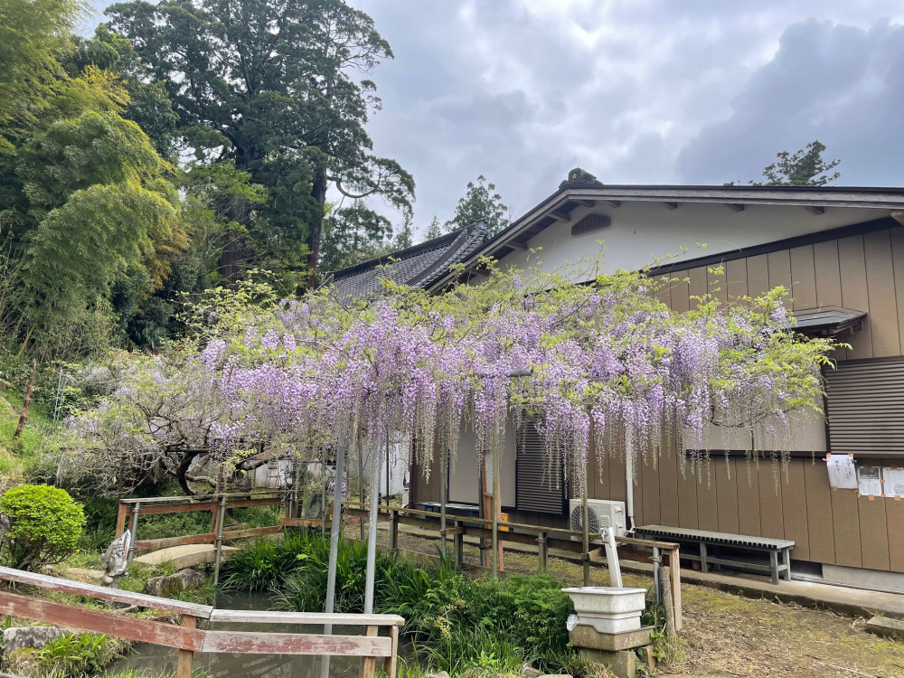 令和6年 木積龍頭寺大フジ開花状況-4.23_1