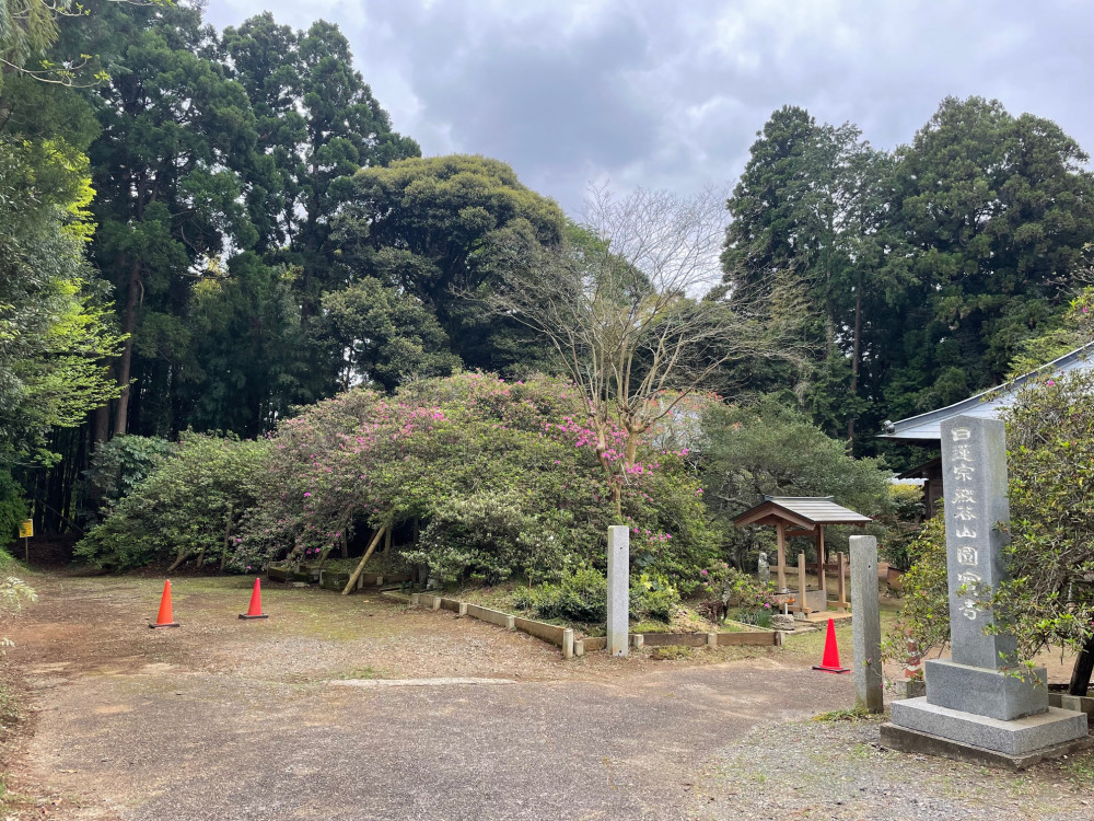 令和6年 圓實寺の大ツツジ開花状況-4.23_1