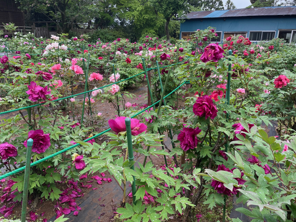 令和6年 飯高寺ボタン園開花状況-4.24_5