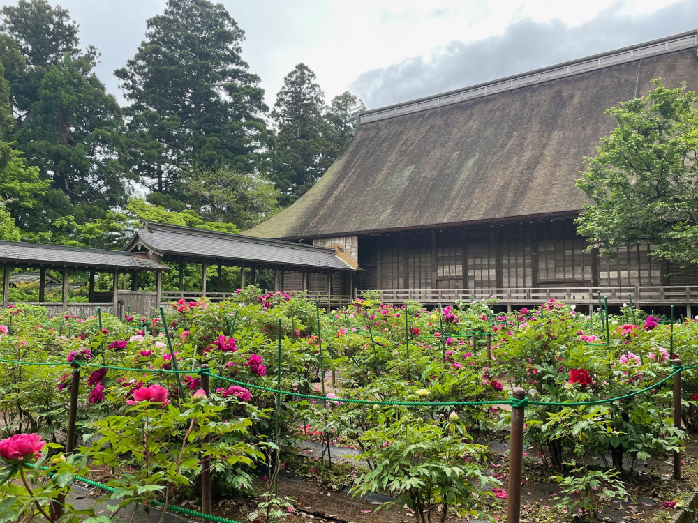 令和6年 飯高寺ボタン園開花状況-4.24_3