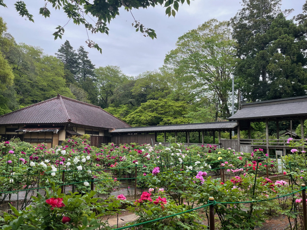 令和6年 飯高寺ボタン園開花状況-4.24_2