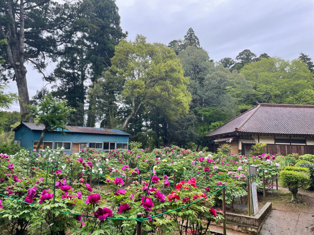 令和6年 飯高寺ボタン園開花状況-4.24_1