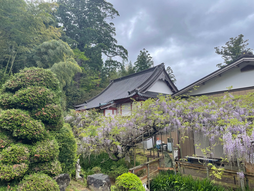 令和6年 木積龍頭寺大フジ開花状況-4.24_2