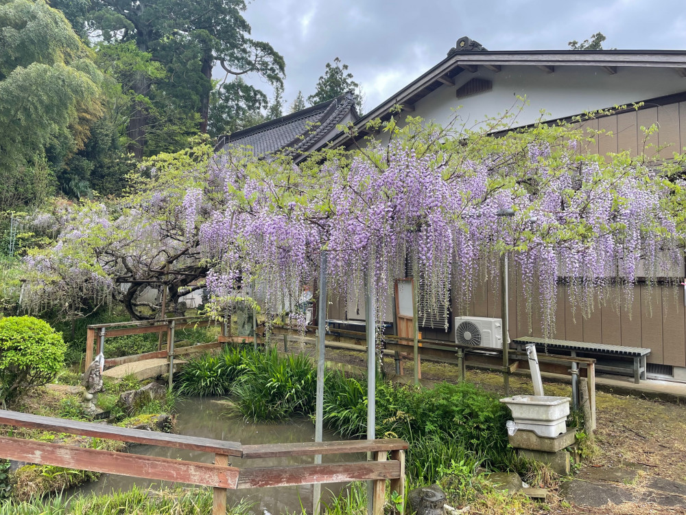 令和6年 木積龍頭寺大フジ開花状況-4.24_1