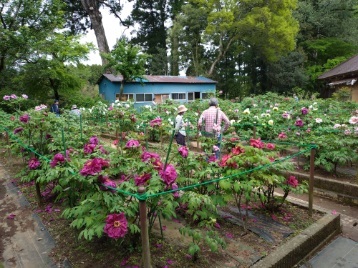 令和6年 飯高寺ボタン園開花状況-4.25 ぼたん