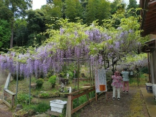 令和6年 木積龍頭寺大フジ開花状況-4.25 木積ふじ