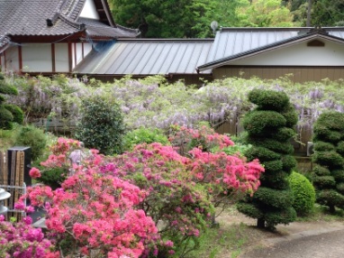 令和6年 木積龍頭寺大フジ開花状況-4.25 木積ふじ