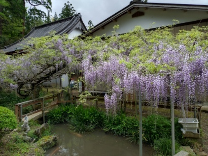 令和6年 木積龍頭寺大フジ開花状況-4.25 木積ふじ