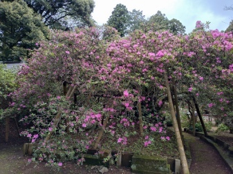 令和6年 圓實寺の大ツツジ開花状況-4.25 大ツツジ