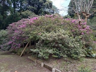 令和6年 圓實寺の大ツツジ開花状況-4.25 大ツツジ