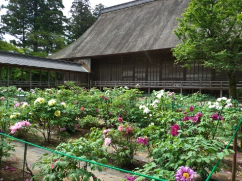 令和6年 飯高寺ボタン園開花状況-4.26 ぼたん