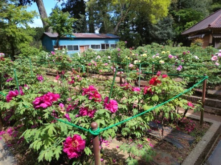 令和6年 飯高寺ボタン園開花状況-4.26 ぼたん