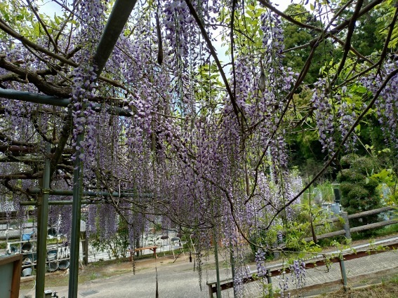 令和6年 木積龍頭寺大フジ開花状況-4.26　大フジ