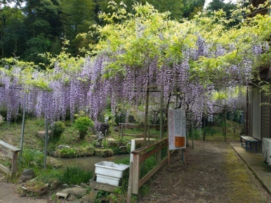 令和6年 木積龍頭寺大フジ開花状況-4.26大フジ