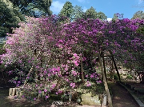 令和6年 圓實寺の大ツツジ開花状況-4.26　大ツツジ