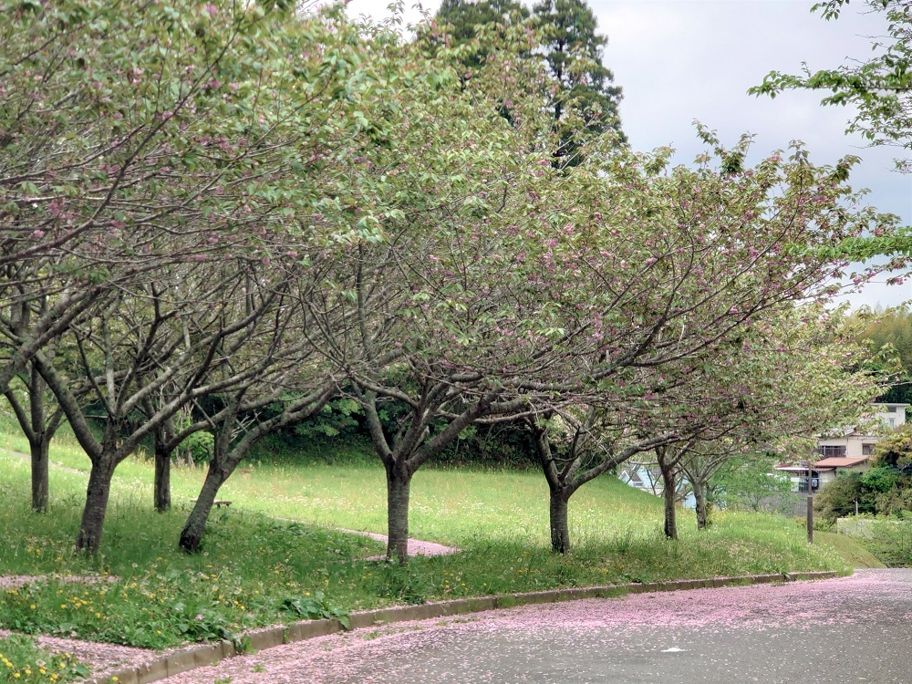 令和6年 天神山公園桜開花情報-4月26日 天神山公園桜2