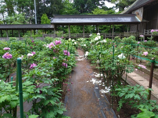 令和6年 飯高寺ボタン園開花状況-4.27　ぼたん