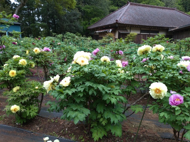 令和6年 飯高寺ボタン園開花状況-4.27　ぼたん