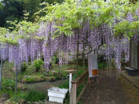 令和6年 木積龍頭寺大フジ開花状況-4.27 ふじ