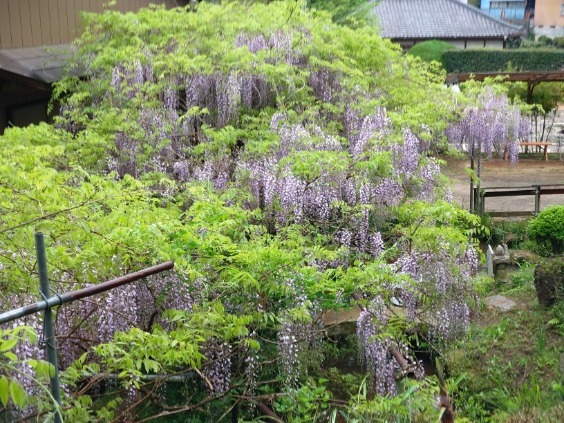 令和6年 木積龍頭寺大フジ開花状況-4.27 ふじ