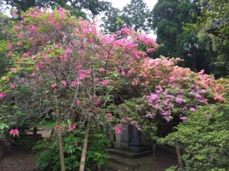 令和6年 圓實寺の大ツツジ開花状況-4.27 大ツツジ