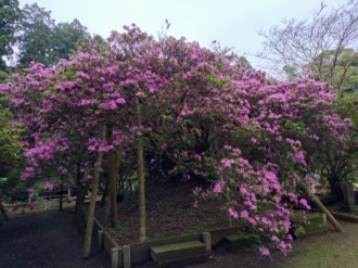 令和6年 圓實寺の大ツツジ開花状況-4.27 大ツツジ