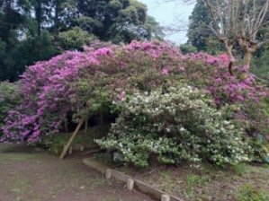 令和6年 圓實寺の大ツツジ開花状況-4.27 大ツツジ