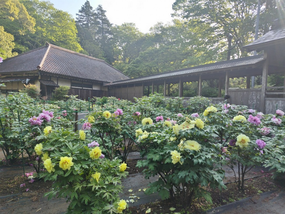 令和6年 飯高寺ボタン園開花状況-4.28　ぼたん