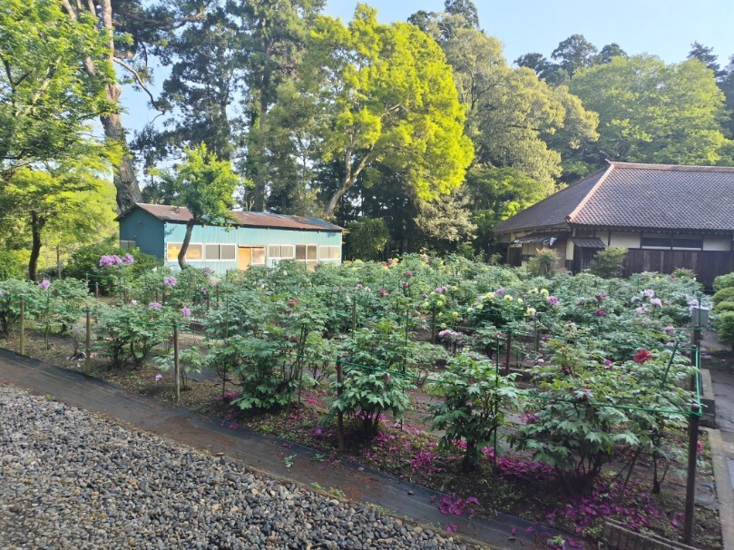 令和6年 飯高寺ボタン園開花状況-4.28 ぼたん