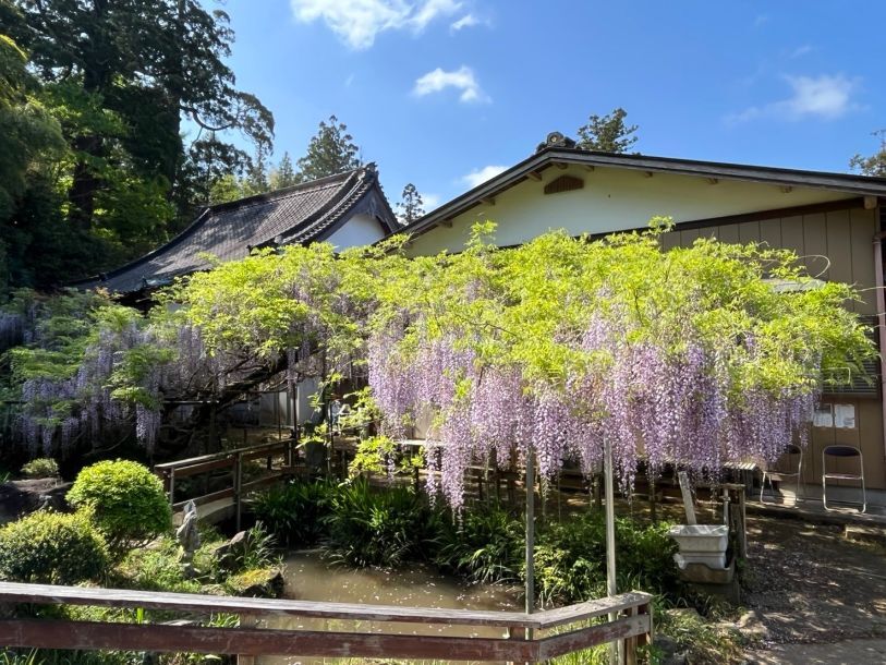 令和6年 木積龍頭寺大フジ開花状況-4.28 大フジ