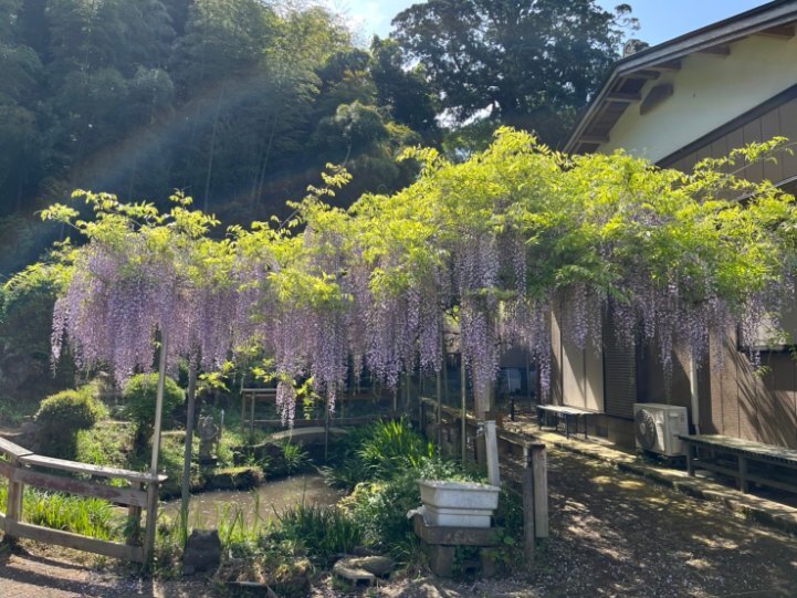 令和6年 木積龍頭寺大フジ開花状況-4.28 大フジ