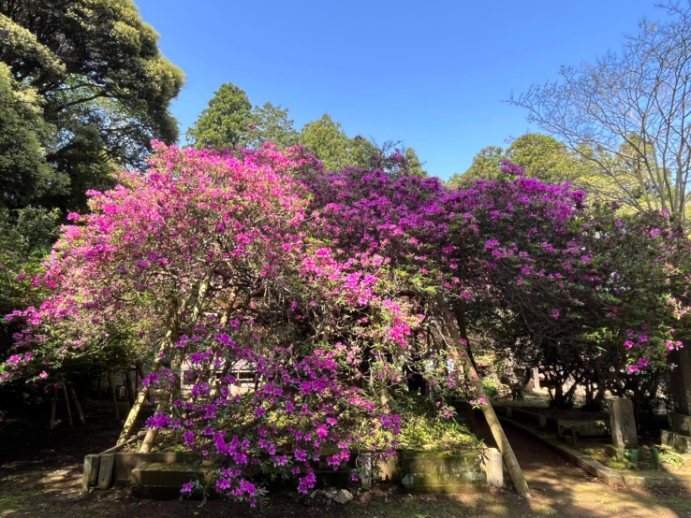 令和6年 圓實寺の大ツツジ開花状況-4.28 大ツツジ