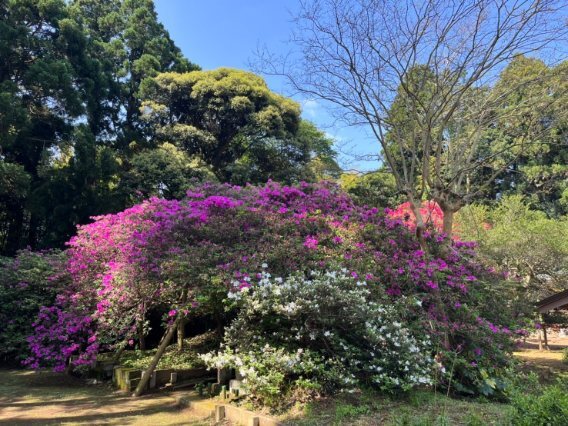 令和6年 圓實寺の大ツツジ開花状況-4.28 大ツツジ