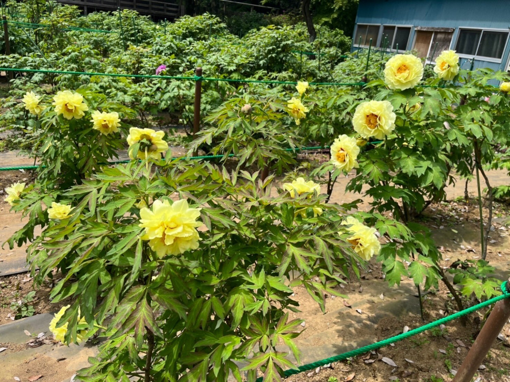 令和6年 飯高寺ボタン園開花状況-ぼたん2