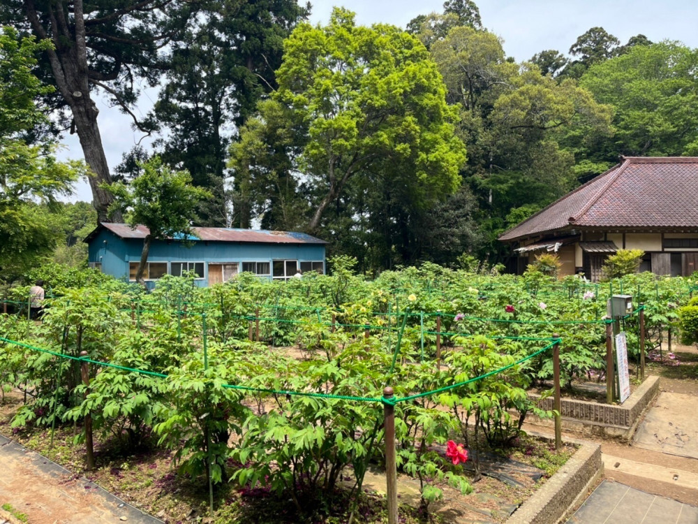 令和6年 飯高寺ボタン園開花状況-ぼたん1