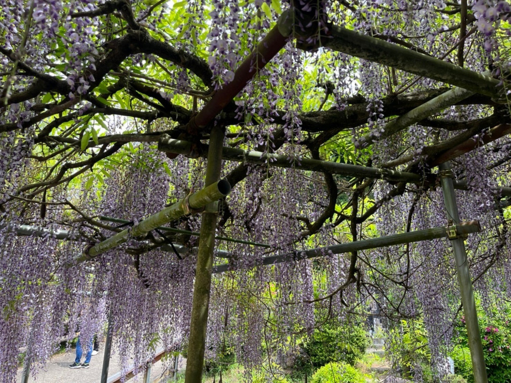 令和6年 木積龍頭寺大フジ開花状況-ふじ2