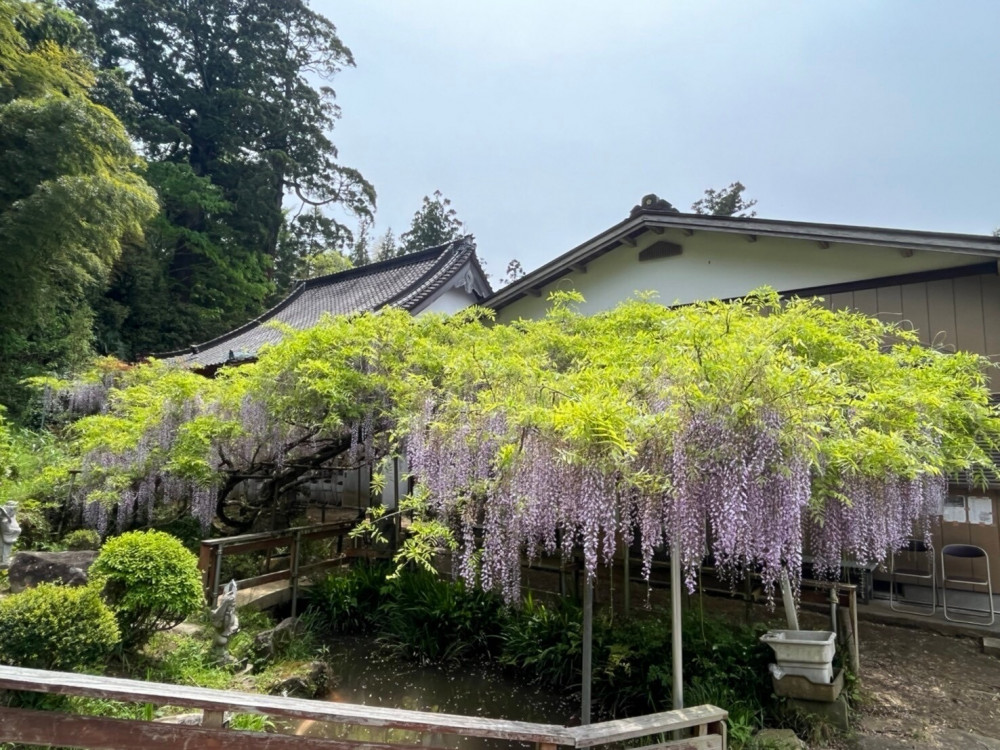 令和6年 木積龍頭寺大フジ開花状況-ふじ1