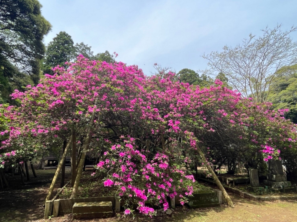 令和6年 圓實寺の大ツツジ開花状況-つつじ2